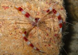 Banded Coral Shrimp, Housed Canon S30 with internal flash... by Mike Smith 